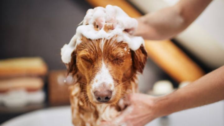 ¿Por qué no debes bañar a tu perro con tu shampoo?