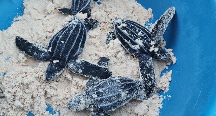 ¡Regresa la tortuga más grande del mundo! Celebran nacimiento de la especie laúd en Quintana Roo