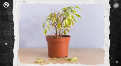 El secreto para que no se marchiten las hojitas de tus plantas