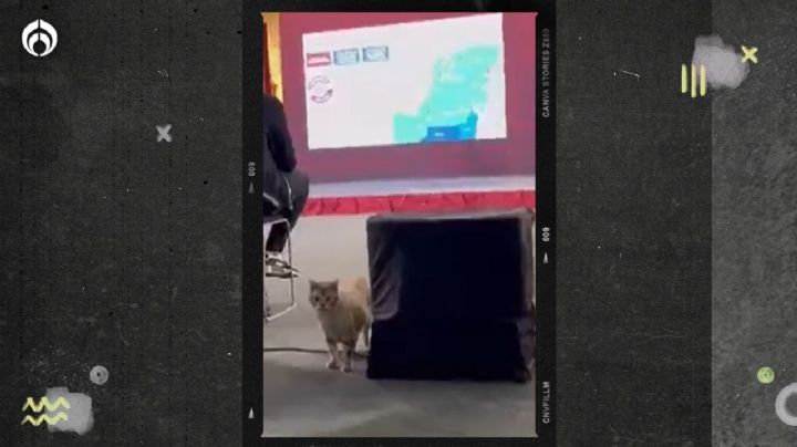 (VIDEO) ‘Sorpresa’ en la mañanera: gatito se cuela a la conferencia de AMLO