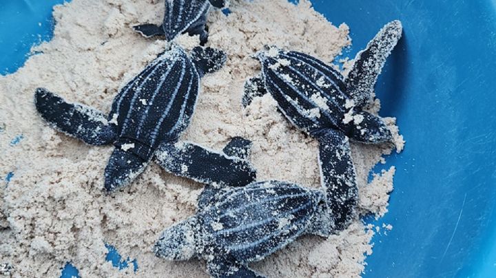 ¡Regresa la tortuga más grande del mundo! Celebran nacimiento de la especie laúd en Quintana Roo