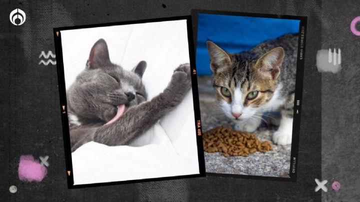 Las croquetas de gato que ayudarán a tu michi a combatir las bolas de pelo, según Profeco