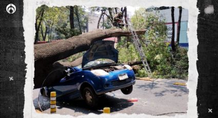 (VIDEO) Árbol de 20 metros aplasta auto en Insurgentes y causa afectaciones viales