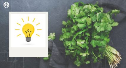 ¿Cómo se lava correctamente el cilantro?