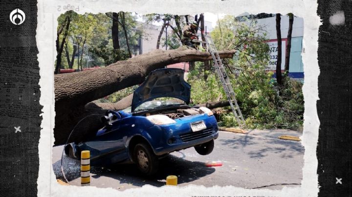 (VIDEO) Árbol de 20 metros aplasta auto en Insurgentes y causa afectaciones viales