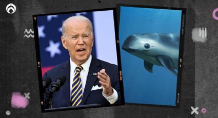 Biden 'salta' por la vaquita marina: amaga con sanciones a México si no la protege