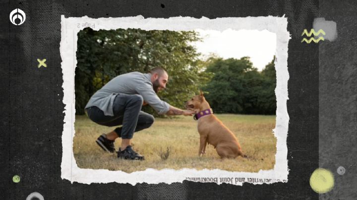 Perritos: ¿es mejor educarlos con órdenes en español o en inglés?