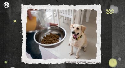 Perritos: Está es la importancia de lavar el plato de tu ‘lomito’