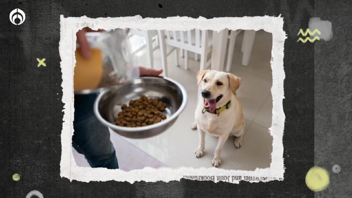 Perritos: Está es la importancia de lavar el plato de tu ‘lomito’