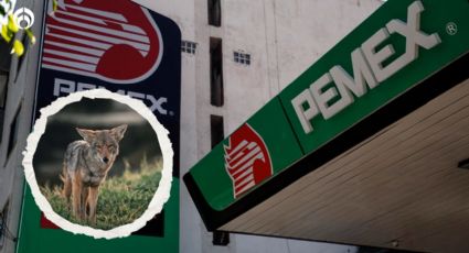 Coyotes ‘acechan’ a Pemex: intermediarios lucran con deudas de la petrolera