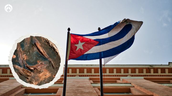 ¿Si quieren pescado, agarren una pala? viceprimer ministro cubano llama a familias a criar peces para comer