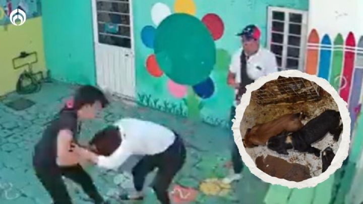 Abren investigación contra pareja que golpeó a maestra en Cuautitlán… ahora por maltrato animal