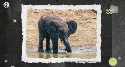 ¿Quién inventó la canción de ‘Un elefante se columpiaba’? Esta es la historia