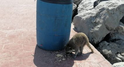 Mapaches ¿rabiosos?; autoridades señalan que los animales pueden presentar riesgo sanitario