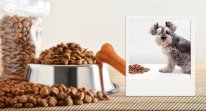 Estas son las croquetas para perritos baratas con más proteína y palomita de Profeco