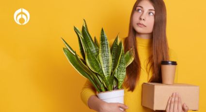 Plantas que seguro tienes en casa y atraen mala suerte