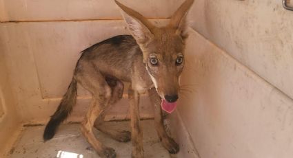 (VIDEO) Rescatan a pequeño coyote de un domicilio; ¿será que se perdió alcanzando al correcaminos?