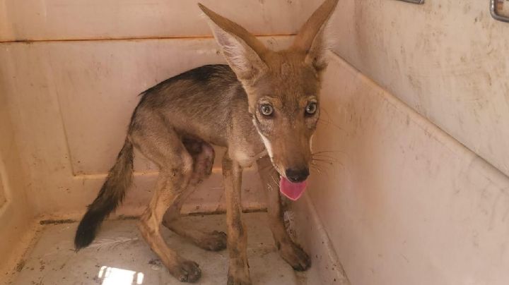 (VIDEO) Rescatan a pequeño coyote de un domicilio; ¿será que se perdió alcanzando al correcaminos?