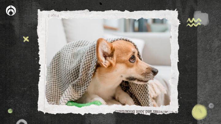 5 remedios sencillos para que tu casa no huela a perro… y hasta tu ‘lomito’ se sienta feliz
