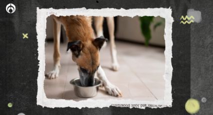 Bodega Aurrera: La buenísima bonificación que te da en productos para tus mascotas