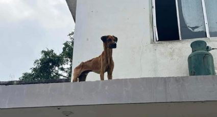 Multas y arrestos de 72 horas para personas que dejen a sus 'lomitos' en las azoteas