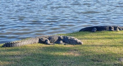 Alerta Cocodrilo: por temporada de anidación se intensifica la vigilancia en lagunas