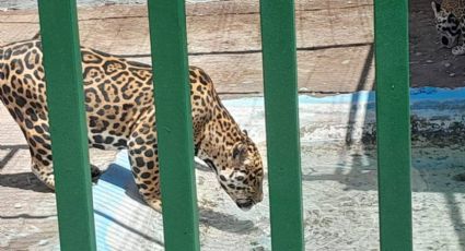 (FOTOS) Clausuran parque de animales exóticos en NL