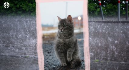 ¿Por qué los gatos saben cuándo va a llover? No lo creerás