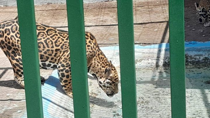 (FOTOS) Clausuran parque de animales exóticos en NL