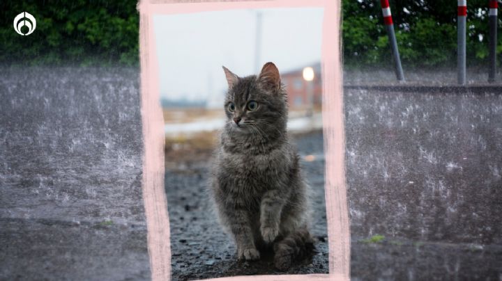 ¿Por qué los gatos saben cuándo va a llover? No lo creerás