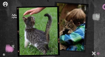 Gatitos: ¿por qué los ‘michis’ levantan su cola cuando los acaricias?