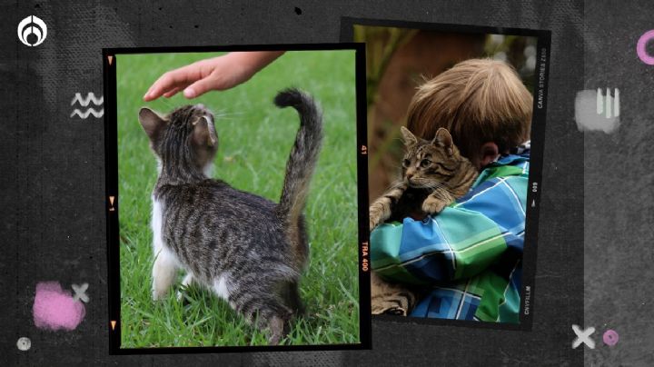 Gatitos: ¿por qué los ‘michis’ levantan su cola cuando los acaricias?