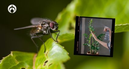 Plantas que atraen moscas e insectos a tu casa y seguro no sabías