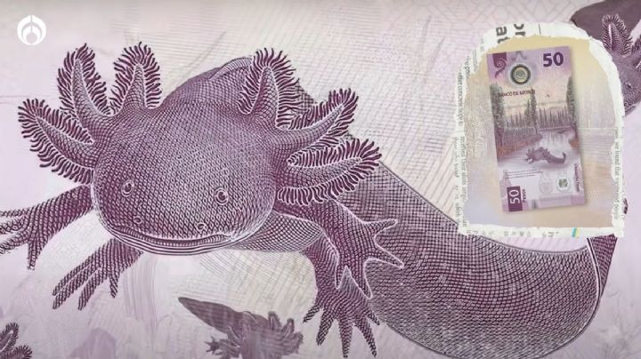 Ajolopeso millonario: Características del billete de 50 pesos que vale hasta 7 millones de pesos