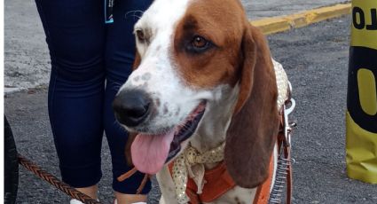 (FOTOS) Un perrito histórico: Chaco el primer "rey canino" del Carnaval de Veracruz