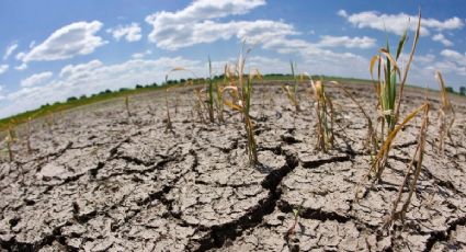 Sequía en Altamira afecta gravemente al sector agrícola