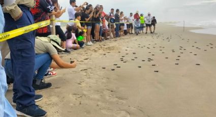 Un pequeño empujoncito a la vida: estudiantes liberan crías de tortugas lora en Playa Miramar