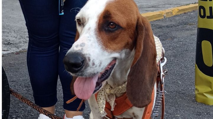 (FOTOS) Un perrito histórico: Chaco el primer "rey canino" del Carnaval de Veracruz