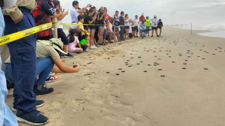 Un pequeño empujoncito a la vida: estudiantes liberan crías de tortugas lora en Playa Miramar