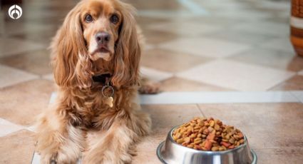 Perritos: estos son todos los nutrientes que necesita tu lomito... ¿se los das?