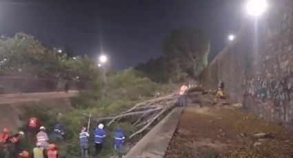 Tala indiscriminada en León: Colectivo 'Urbe' pide frenar obras del malecón del Río