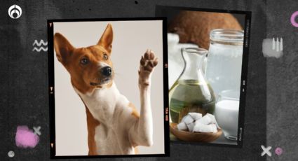 Perritos: 4 beneficios de usar aceite de coco en tu ‘lomito’