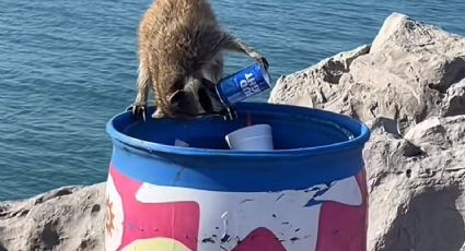 (VIDEO) ¡Sed de la mala! Captan a mapache tomando cerveza y causa indignación entre ambientalistas