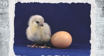 Si son los mismos, ¿cuál es la diferencia entre los huevos para comer y los que tienen pollito?