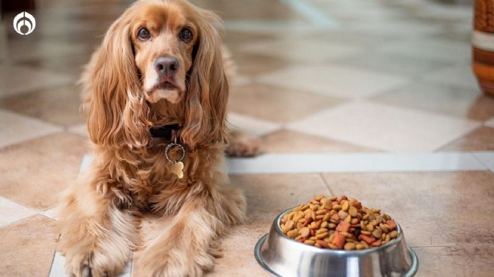 Perritos: estos son todos los nutrientes que necesita tu lomito... ¿se los das?