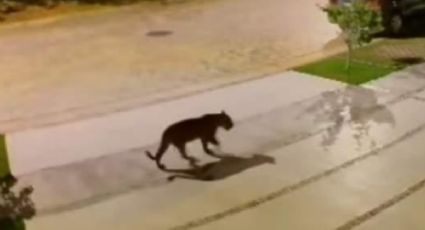 (FOTOS) ¿'Jaguar' you? Detectan a felino en fraccionamiento de la Riviera Maya