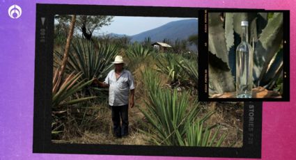 El mezcal mexicano con las ‘3B’, bueno, bonito y barato, según Profeco