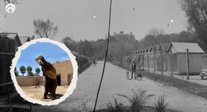 El Zoológico de Chapultepec cumple 100 años: así era antes; así es ahora (FOTOS)