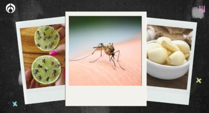 Lluvia trae temporada de mosquitos: 5 repelentes con ingredientes caseros