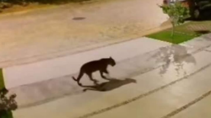 (FOTOS) ¿'Jaguar' you? Detectan a felino en fraccionamiento de la Riviera Maya